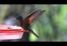 Tapichalaca, un corredor natural de aves migratorias