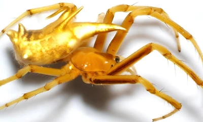 Ecuador es uno de los 20 países más biodiversos del mundo debido a su ubicación geográfica estratégica / Foto: cortesía Inabio