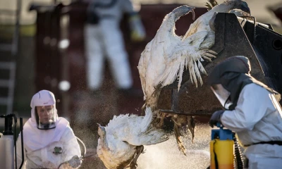 La entidad aconsejó no tocar o recoger animales salvajes muertos o con signos de estar enfermos y, en lugar de ello, reportar su presencia a autoridades locales / Foto: EFE