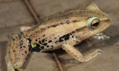 Estos anfibios presentan adaptaciones que les permiten mimetizarse con hojas secas / Foto: cortesía Inabio