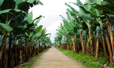 Ecuador es el primer exportador mundial de banano / Foto: cortesía 