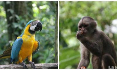 Fauna de Lago agrio - Foto: La Hora