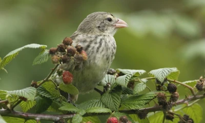 El estudio también abre la puerta para reevaluar otros pinzones de Darwin / Foto: cortesía Charles Darwin Foundation