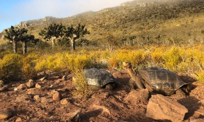 Población de tortugas gigantes en la isla Pinzón muestra notable recuperación / Foto: cortesía Ministerio de Ambiente