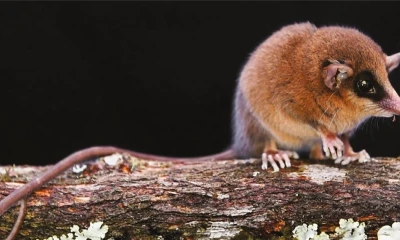 El descubrimiento ha sido publicado en la revista científica estadounidense American Museum Novitates / Foto: cortesía Sernanp