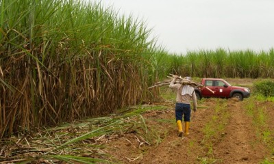 La industria azucarera ecuatoriana espera alcanzar una producción de 530.000 toneladas de azúcar durante 2026 / Foto: cortesía El Productor