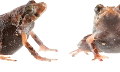 Han pasado desapercibidas durante décadas/ Foto: cortesía INABIO