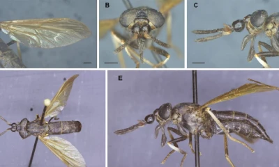 Se describe una nueva especie de tábano de la Amazonía de Ecuador / foto cortesía Ministerio de Ambiente
