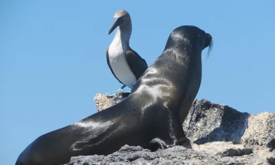 Parque Nacional Galápagos, de Ecuador, inicia su camino para alcanzar la certificación de la Lista Verde de la Unión Internacional para la Conservación de la Naturaleza / Foto: Pixabay
