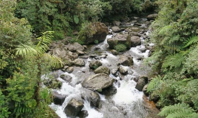 Esta espacio natural se caracteriza por albergar cerca de 4.200 especies de orquídeas / Foto: cortesía Reserva Drácula 