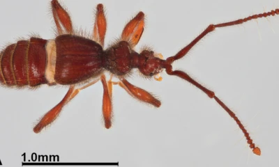 Las especies fueron encontradas en ecosistemas ubicados a ambos lados de la cordillera de los Andes / Foto: cortesía Inabio