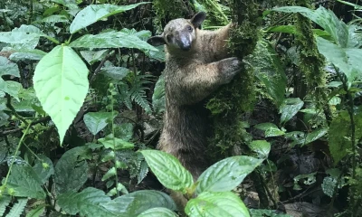 Se destinará 450 millones de dólares a la conservación de Galápagos / Foto: El Oriente