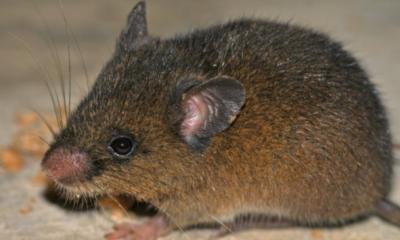 El hallazgo fue realizado por investigadores del Instituto Nacional de Biodiversidad (Inabio) / Foto: cortesía PeerJ