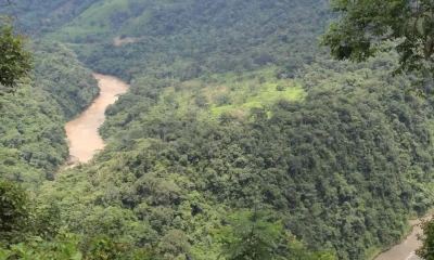 A diferencia de otras plantas, este arbusto no se desarrolla en el suelo / Foto: cortesía 