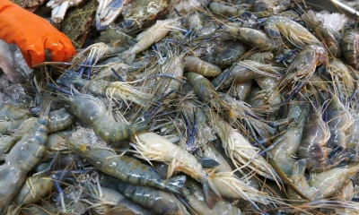 Ecuador asegura aplicar exhaustivos controles de congelados que van a China / Foto: EFE