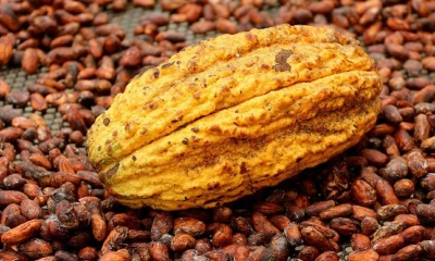 En contraste, el sector cacaotero proyecta una reducción en sus exportaciones durante la primera mitad del año / Foto: cortesía 