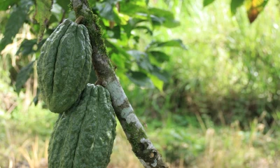 Se ha establecido una prórroga hasta el 30 de junio de 2025 para las micro y pequeñas empresas / Foto: El Oriente 