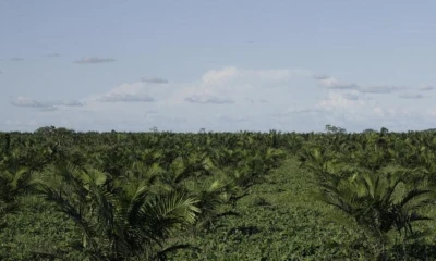 Sucumbíos se posiciona como la tercera provincia con mayor producción, con 1,86 millones de toneladas métricas / Foto: cortesía 