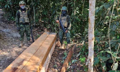 La tala ilegal de madera avanza en la Amazonía / Foto: Fuerzas Armadas