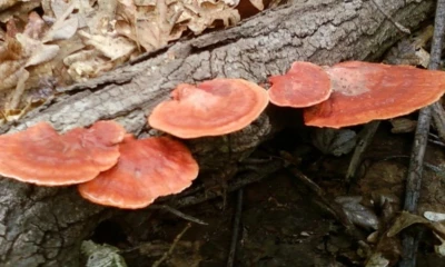 El grupo de investigadores pertenece a la UTPL, al Ministerio del Ambiente y a Inabio / Foto: referencial 