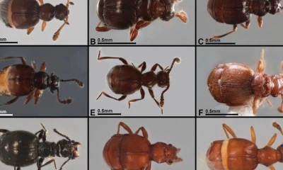 Estos escarabajos pertenecen a la subfamilia 'Pselaphinae' / Foto: EFE