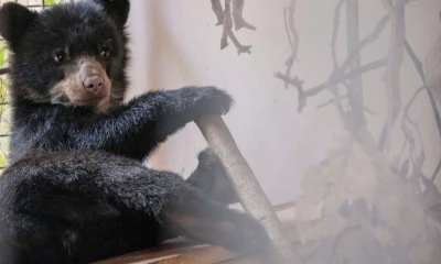 Sisa significa flor en el idioma quichua / Foto: cortesía Quito Zoo