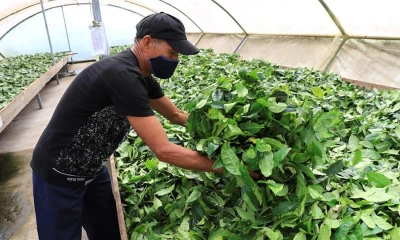 La Guayusa está considerada entre la próxima gran ola de bebidas sin alcohol de los EE.UU. / Foto: cortesía