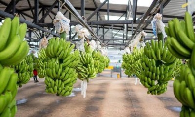 La petición fue presentada por la Asociación de Comercialización y Exportación de Banano (Acorbanec) / Foto: cortesía MAGP
