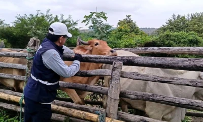De acuerdo con datos del sector, el país no registra brotes de fiebre aftosa desde 2011 / Foto: cortesía Agrocalidad