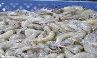 El camarón se posiciona como líder exportador por primera vez en la historia / Foto: cortesía Cámara Nacional de Acuacultura