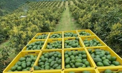 El Ministerio también indicó que sectores como el banano, el camarón, la pesca y las flores mantienen un desempeño favorable durante 2026 / Foto: cortesía El Productor