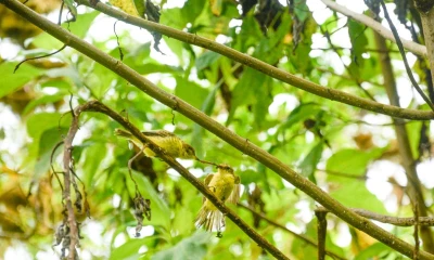 Avistan individuos de pájaro brujo, en peligro crítico, en Galápagos / Foto: EFE