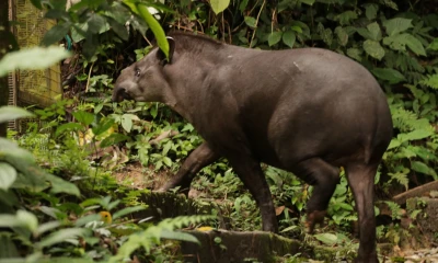 Para los kichwas, animales como el tapir, la guatusa, la guanta y el armadillo son parte integral de una tradición culinaria / Foto: El Oriente 