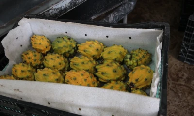 Nobis crea fideicomiso para potenciar la exportación de frutas premium de Ecuador / Foto: El Oriente