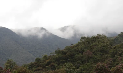 Los bosques andinos son clave para la mitigación del cambio climático / Foto: El Oriente