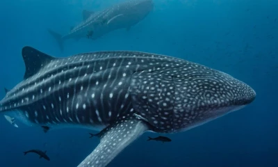 Guillermo Lasso agradece mensaje de Leonardo DiCaprio sobre Galápagos / Foto: cortesía