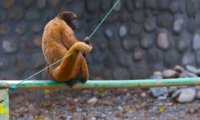 El zoológico ocupa un área de 10 hectáreas de terreno reforestado y alberga una variedad de especies / Foto: Cortesía El Oriente