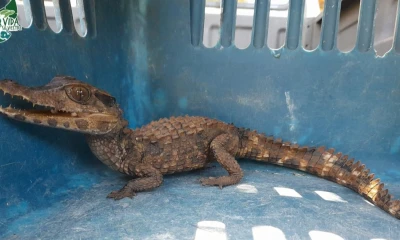 En Ecuador, el problema tiene expresiones tanto en la Amazonía como en zonas marinas / Foto: cortesía MAATE Zonal 8
