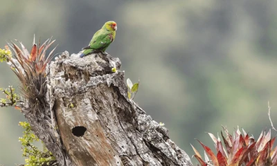 El loro carirrojo mide unos 22 centímetros y se reconoce fácilmente por el rojo brillante alrededor de su pico / Foto: cortesía American Bird Conservancy