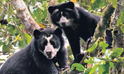 620 especies animales están en riesgo