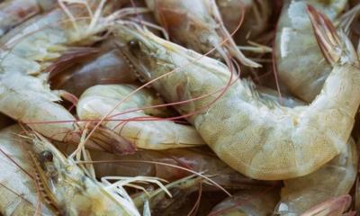 Las autoridades ecuatorianas nos han confirmado que Ecuador se mantiene en negociación y que estaría en etapas definitorias en el transcurso de estos días/ Foto: cortesía Cámara Marítima