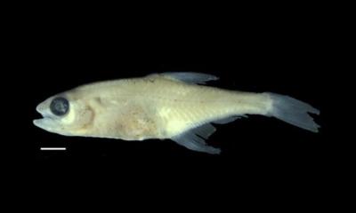 El pez, denominado Priocharax rex, fue encontrado en un pequeño afluente detrás de una vivienda en la zona / Foto: cortesía Instituto Sinchi