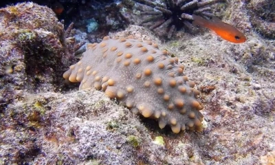Ecuador abre la pesca controlada de pepinos de mar en una reserva de Galápagos/ Foto: EFE