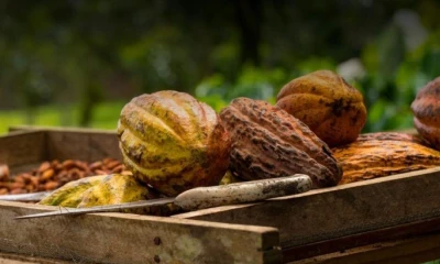 Los inventarios de cacao se mantuvieron cerca de su máximo de 10 meses / Foto: cortesía Anecacao