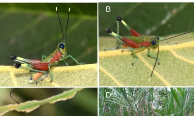 La nueva especie habita en zonas de vegetación herbácea  / Imagen: cortesía 