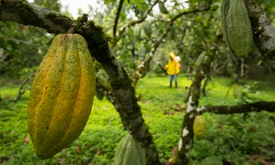 Los costos de insumos agrícolas, transporte y mano de obra siguen elevados tras la inflación del último año / Foto: cortesía MAGP