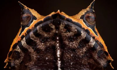 La rana incubadora cornuda (foto) lleva sus huevos en la espalda, como mochila.  Foto: EL COMERCIO 