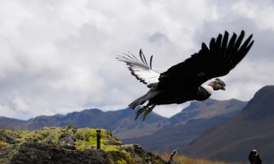 La liberación de Valentino se realizó el lunes en el Área de Bosques y Vegetación Protectores Yanuncay–Irquis / Foto: cortesía MAATE