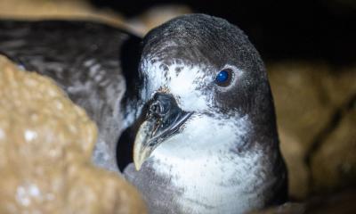 Científicamente conocido como Pterodroma phaeopygia, esta ave pasa gran parte de su vida en el mar, alimentándose de calamares, peces pequeños e invertebrados./ Foto: cortesía EFE