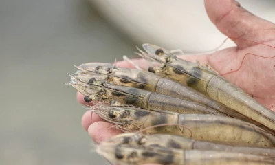 Ecuador experimentó aumentos consecutivos en febrero y marzo / Foto: cortesía CNA